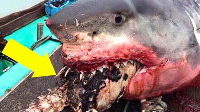 These Sailors Found A Giant Shark – You Won’t Believe What They Found Inside
