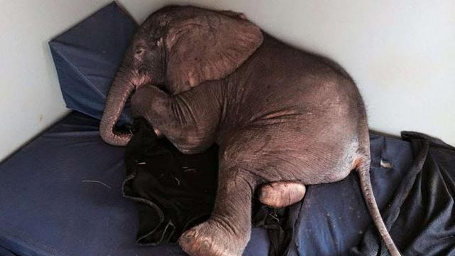 This Orphaned Baby Elephant’s Unlikely Friendship Will Melt Your Heart