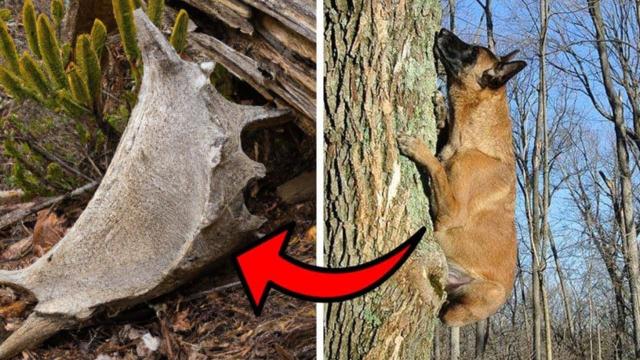 Dog Keeps Climbing the Same Tree – Then Something Falls Out and They Understand Why !
