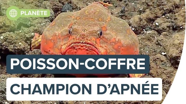 Ce poisson-coffre retient sa respiration sous l’eau ! | Futura