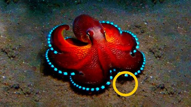 Scientists Spotted An Octopus ‘Guarding’ Something, And Then They Realized Why !
