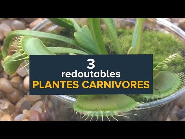 Plantes carnivores : Dionée, Droséa et Népenthès en action