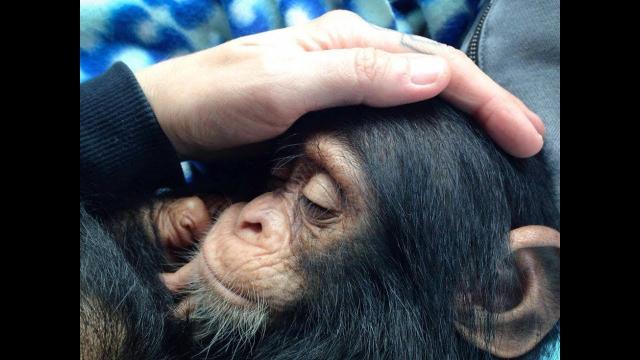Saddest Baby Chimp Was About To Give Up On Life, Then A Miracle Happens