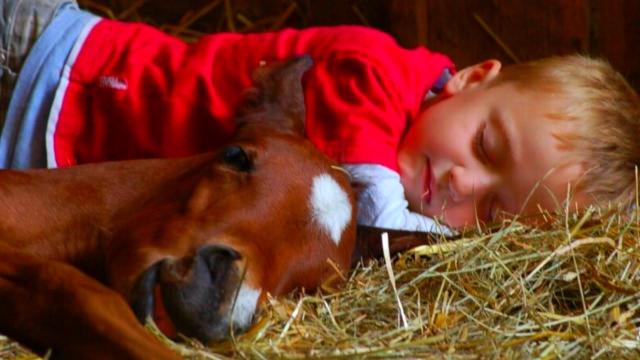 Boy Sleeps with Foal Every Night - 3 years later mother realizes she made a big mistake !
