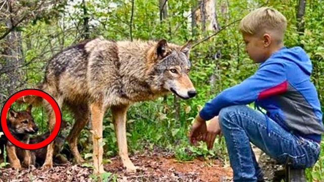 Wolf Tries To Get Attention From Boy - When He Realizes Why, He Decides To Follow It