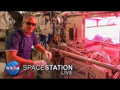 Space Station Live: Lettuce Look At Veggie