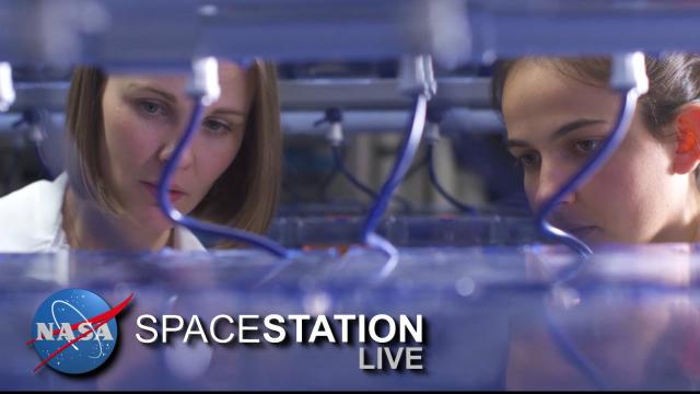 Space Station Live: Genes in Space