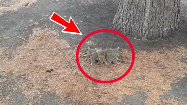 Man Sees Squirrels Protecting Something - When He Realizes What, He Bursts Into Tears