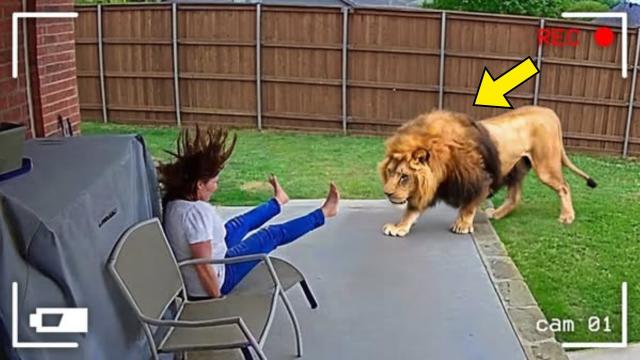 Woman Shocked By Giant Lion In Her Backyard. When She Finds Out Why It's There,She Bursts Into Tears