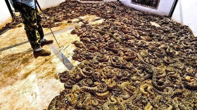 Man Finds Room Full Of Snakes – He Calls Police When He Realizes They Are Protecting Something