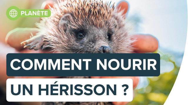 Comment recueillir un hérisson ? | Futura