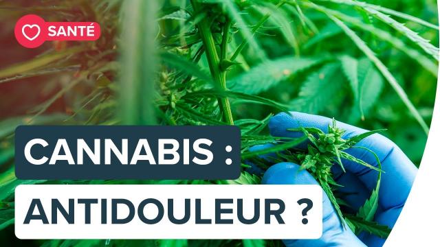 Cannabis : un remède antidouleur pour les patients atteints de drépanocytose ? | Futura