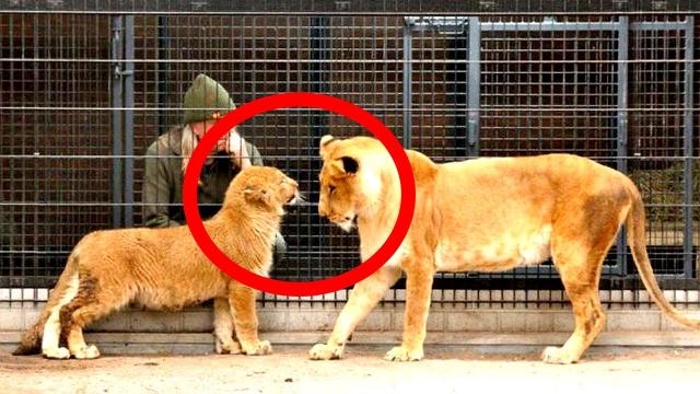 When This Rescued Lioness and Lion Cub First Met, What Happened Went Beyond Anyone’s Dreams