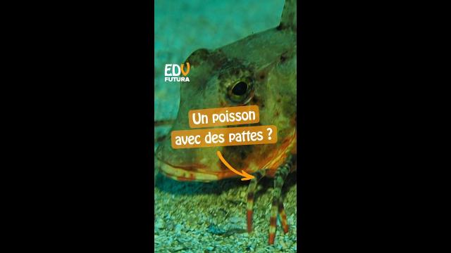 Un étrange poisson qui marche avec des pattes au fond de l'océan, le grondin !