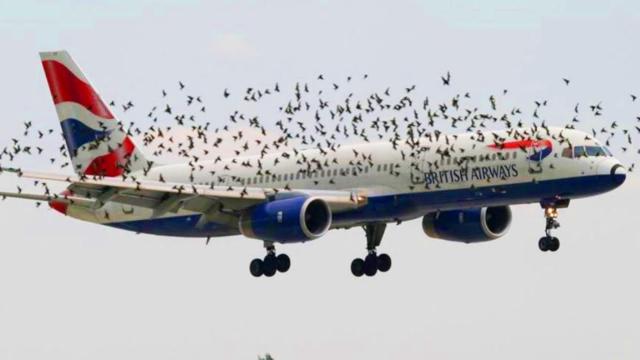 Birds Refuse To Leave Plane Alone – When Realising Why The Pilot Burst Into Tears