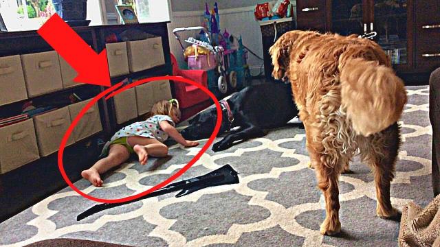 A Dog Behaved Strangely Towards Its Owner’s Baby , Here’s Why ! !