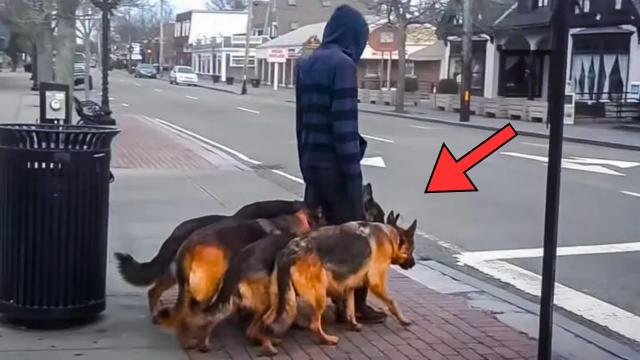 Man Claims He Is Walking His Dogs - But There Is Something Strange He Is Really Doing.