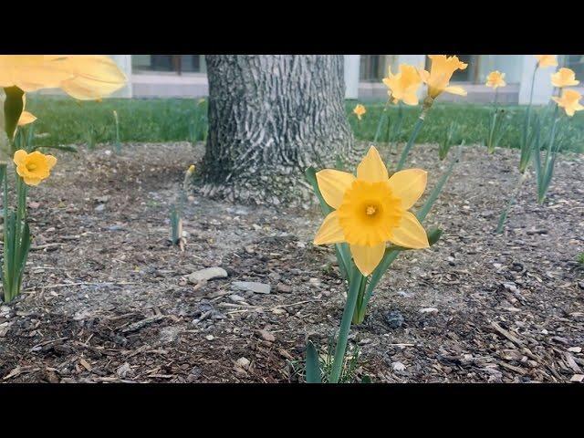 Breezy Spring Morning