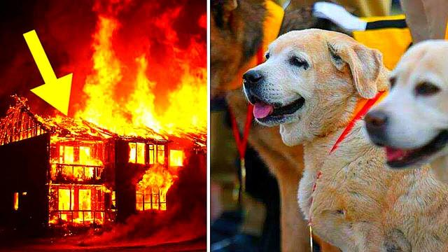 After Two Dogs Go Missing in a Wildfire Rescuers Make an Impossible Discovery
