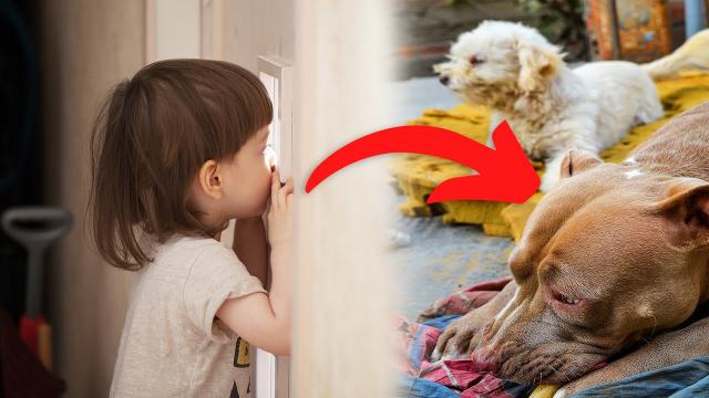 Poor Boy Hears Dog Barking in Neighbor's House for Two Days and Decides to Check Inside