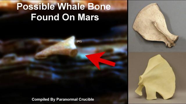 Possible Whale Bone Found On Mars?