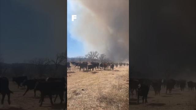 Le mégafeu du Texas est devenu incontrôlable ! ????????????