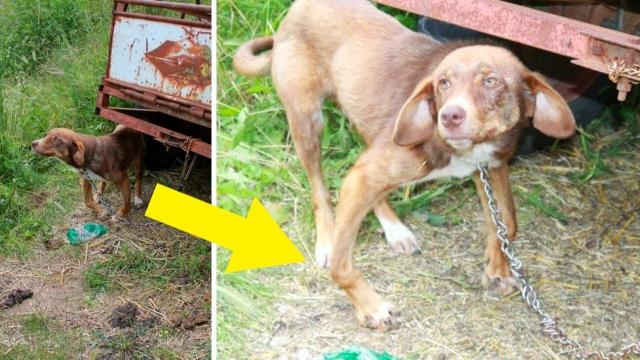 Rescuers Approached A Dog Who Was Chained And Left To Die… And THIS Was His Reaction