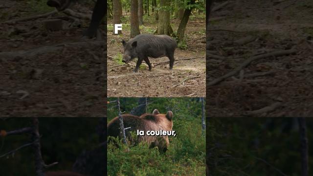 Un ours attaque un sanglier dans les Pyrénées françaises  ! ????????????