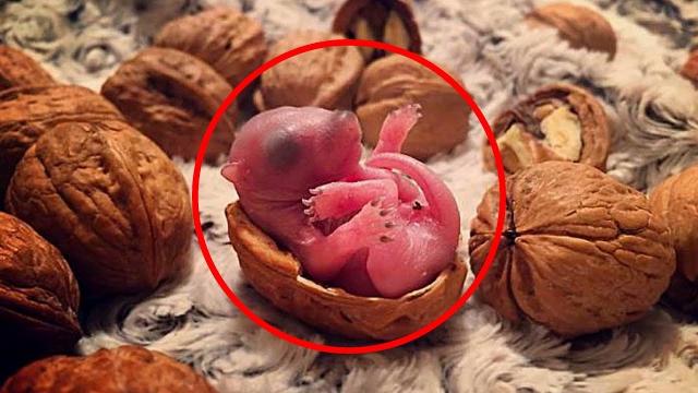 Baby Creature Born Into A Heartbreaking Situation Is Now Living The Life She Always Deserved