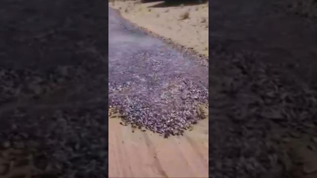 Unusual fish river in the middle of the Saudi Arabia desert #subscribe #shortsvideo