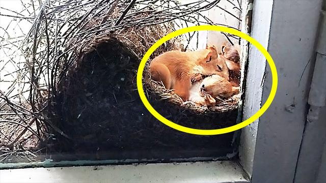 Mother saw squirrels in her window – but when she taken a closer look at them she called the police