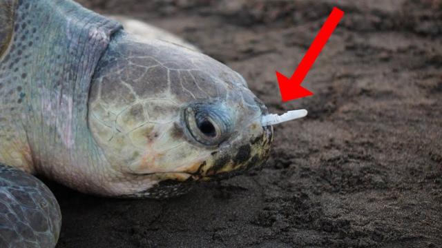 Kayaker Stumped When Turtle Follows Him, Until He Looks Down