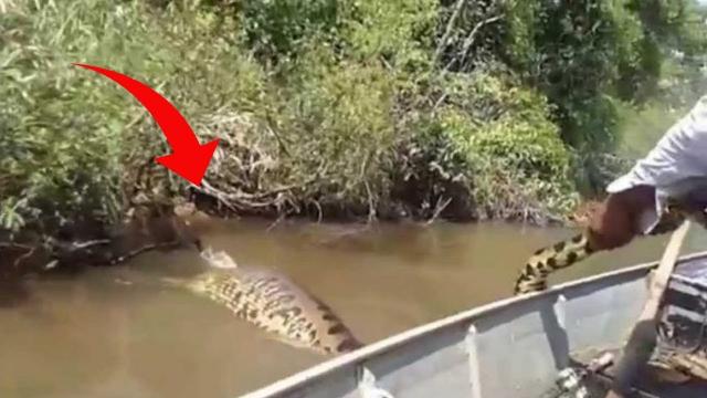 WATCH Three Idiots In A Boat Mess With Enormous Anaconda — Huge Mistake