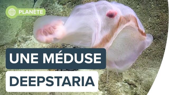 Une méduse Deepstaria se transforme sous nos yeux | Futura