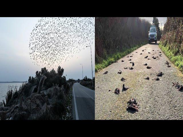 On The Same Day, Thousands Of Birds Fall From The Sky Dea d All Over The World