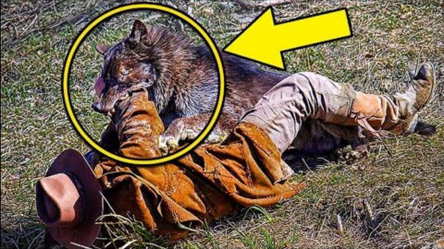 A Guy Fed a Trapped Wolf for 7 Days Then 5 Years Later They Met Again In The Forest