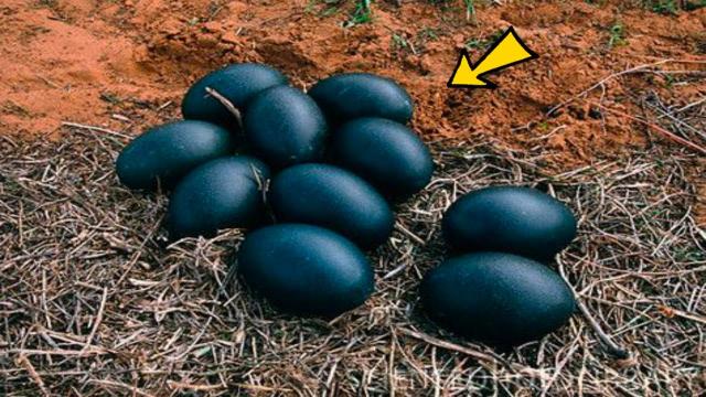 Farmer Spots Eggs In His Barn - He Is Amazed When They Hatch