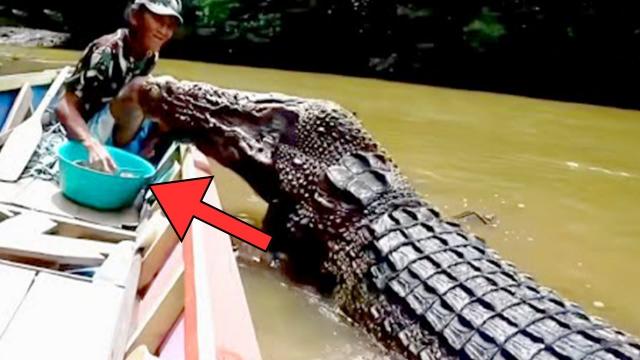 Crocodile Asks Fisherman For Help - He Is Shocked To Find Out Why