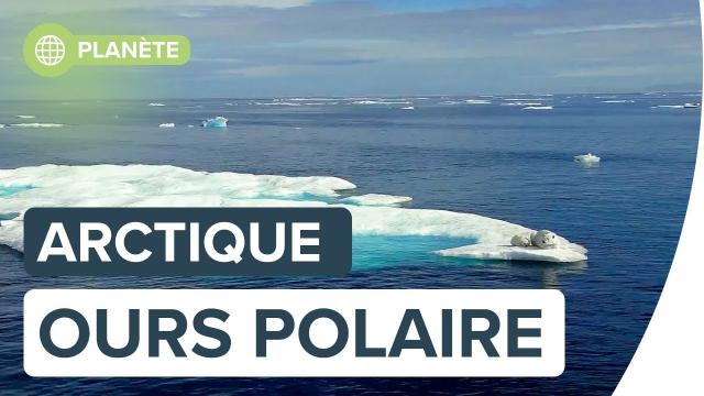 L'ours Polaire vu par Florian Ledoux | Futura