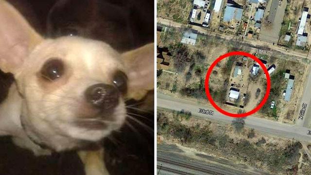 Arizona Man Offers Home As A Reward For Missing Chihuahua