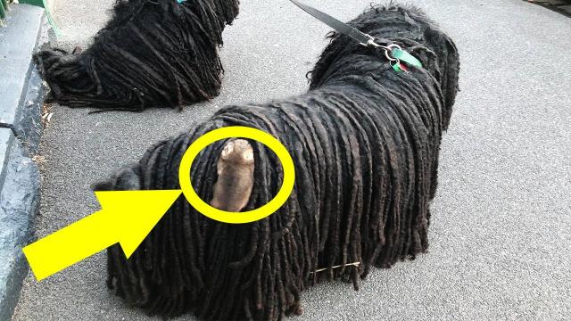 Woman Walking Her Dog Immediately Stops When She Spots What’s Sticking Out Of Her Dog's Fur