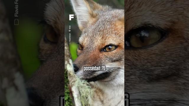 Le premier cas découvert d’un animal hybride mi-renard mi-chien : un dogxim !