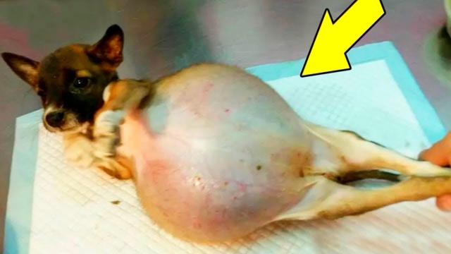 Dog Refuses To Give Birth, When Vet Sees The Ultrasound He Calls The Cops