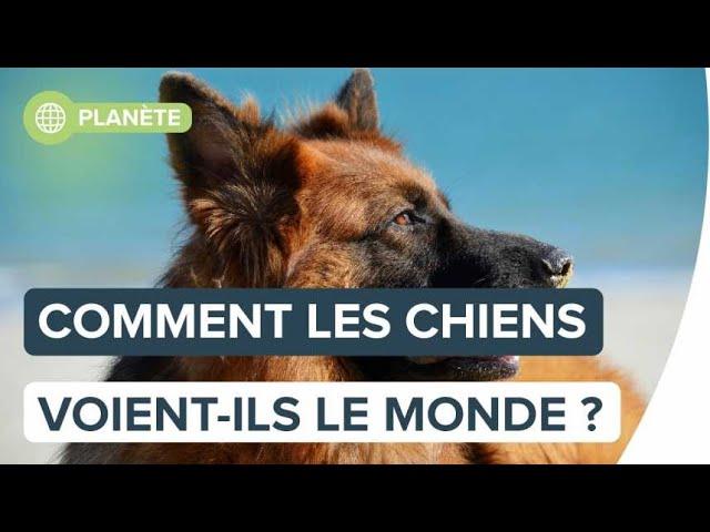 Comment les chiens voient-ils le monde ?  | Futura