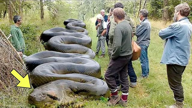 Python Ultrasound Unveils Nightmare Scenario For Locals - They Turn Pale After Found This Inside