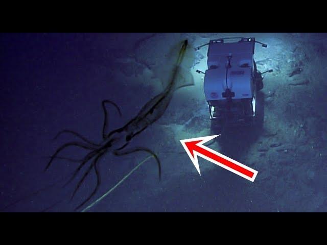 Mermaid like squid captured on deep sea cam