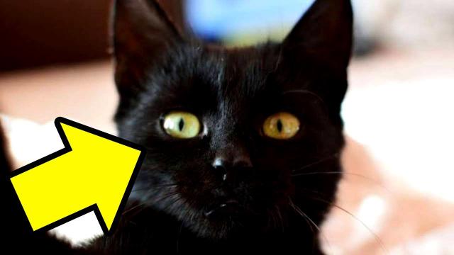 Family Adopts A Mysterious Black Cat And Discovers A Strange Truth About Her After 6 Months