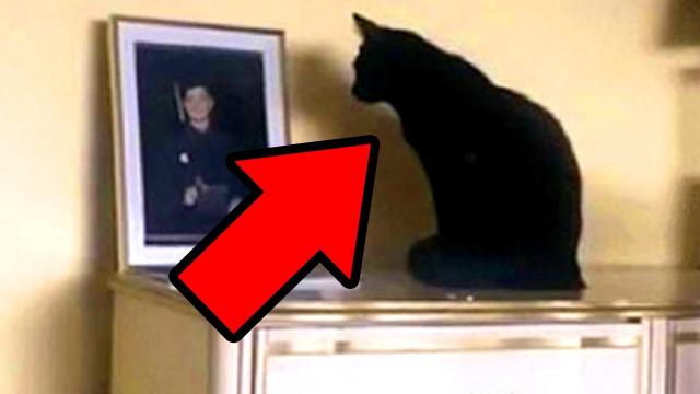 Black Cat Kept Staring At Owner’s Son’s Photo Leading Her To Dig Up The Truth