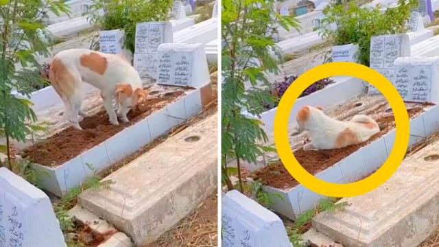 Dog guarding owner's grave When they look behind the tombstone, they are shocked
