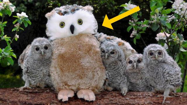 This Extremely obese Owl Put on Strict Diet So it Can Fly Again